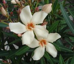 Oleander